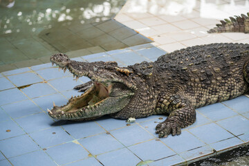 Crocodile or alligator open mouth with money donation by tourist