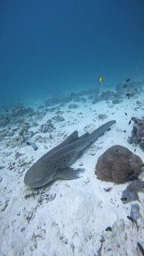 Close up portrait of a zebra shark resting on a sea floor.