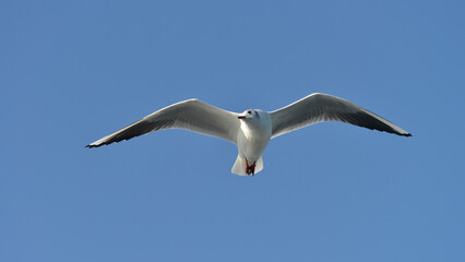 A seagull flies with its wings wide open against the blue sky