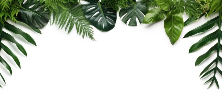 A group of tropical leaves on a white background. Digital image.