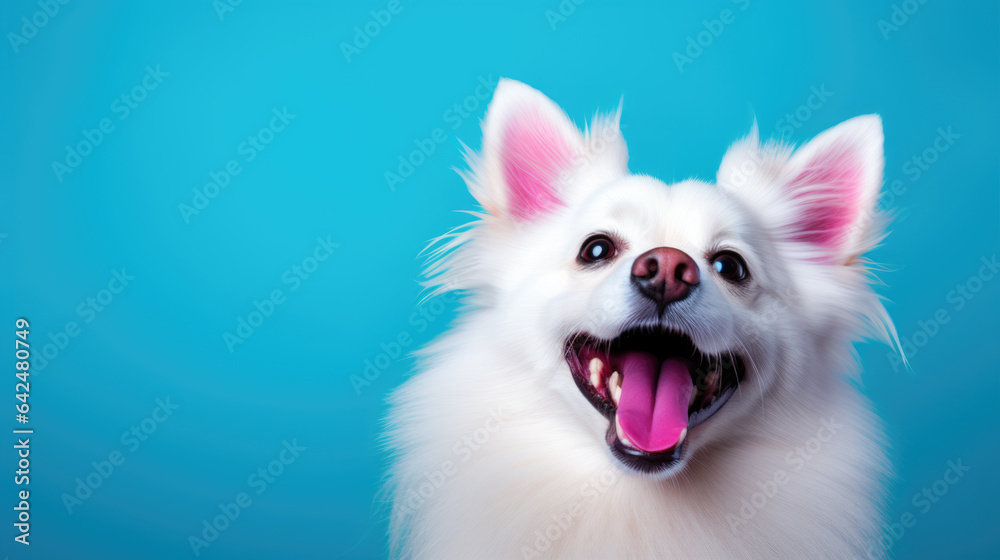 Poster Happy smiling dog isolated on blue background.