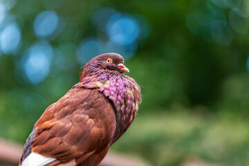 Brown-purple Columbidae Dove