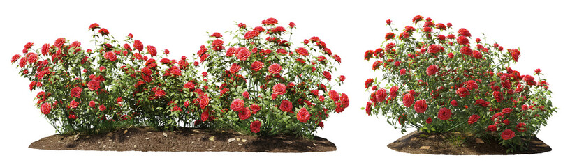 Cutout flowering bush isolated on transparent background. Red rose shrub for landscaping or garden...