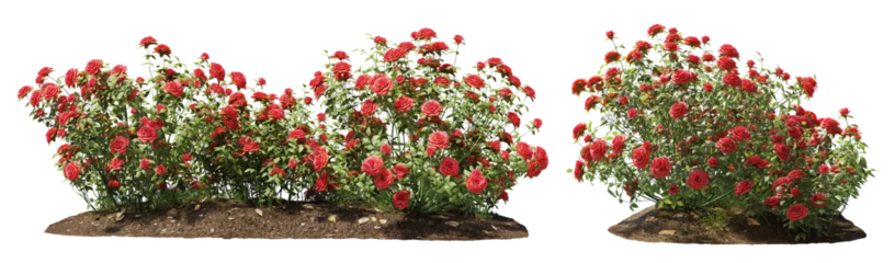 Foto op Aluminium Cutout flowering bush isolated on transparent background. Red rose shrub for landscaping or garden design © Kimo