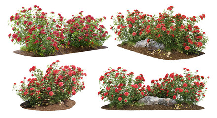 Cutout flowering bush isolated on transparent background. Red rose shrub for landscaping or garden design - Powered by Adobe