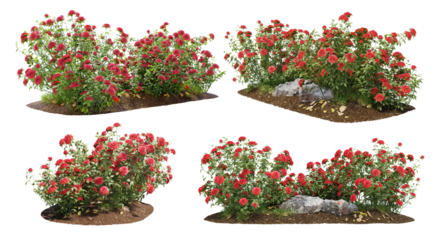 Cutout flowering bush isolated on transparent background. Red rose shrub for landscaping or garden design