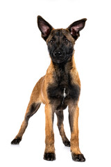 malinois in studio
