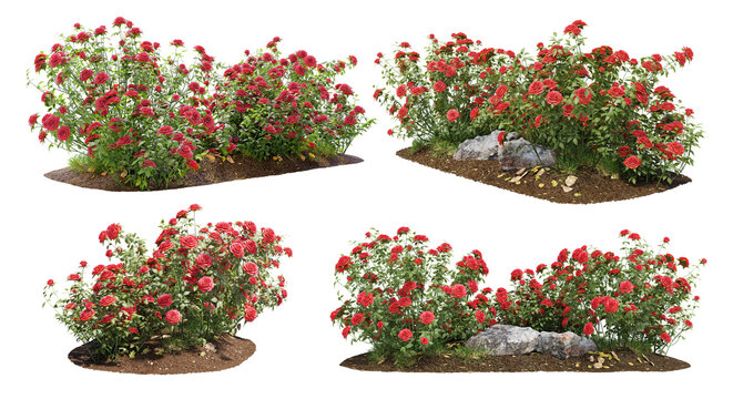 Cutout flowering bush isolated on transparent background. Red rose shrub for landscaping or garden design