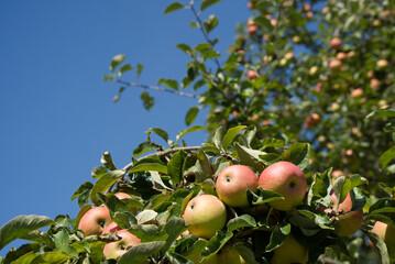 Apple tree full of red-cheeked fruit in the sunshine