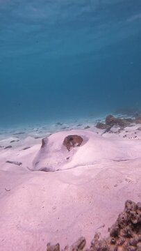 Close up portrait of a cowtail stingray resting on a sea floor.