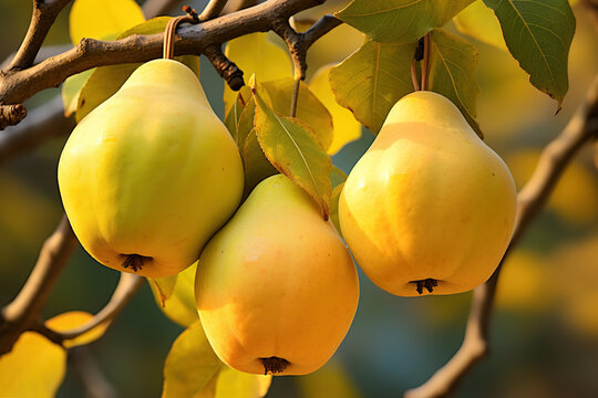 Quince Tree Beauty: Embracing Organic Charm with Natural Symbolism