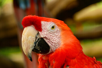 Isolated true parrot in tree in Cartagena de India, Colombia