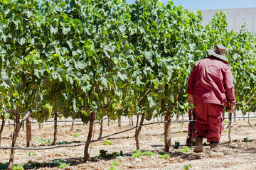 Viticultor irreconocible con traje de trabajo rojo verificando las uvas en una viña para la elaboración del vino.