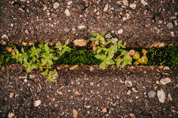 Close-up view of pavement with green moss between bricks. Geometric pattern in nature and the city. Seamless cobblestones and moss texture. Cleaning moss from the pavement. Paving stones with ingrown 