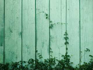 The plant grows on old boards. Old painted green wooden planks.