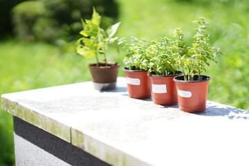 이름표가 붙어있는 화분, 화분, 이름표 화분