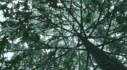 The forest fog nature sky light