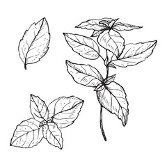 Basil plant drawing vector illustration on isolated white background. Hand drawn doodle with basil leaves and branch, fragrant herb, seasoning spice. For design, packing, label, print, paper, card
