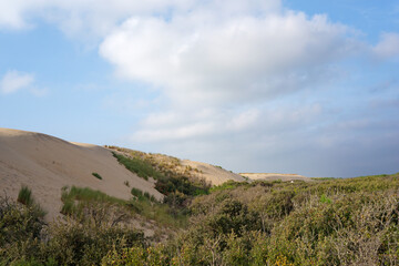 coubre forest and  wild coast  in charente maritime