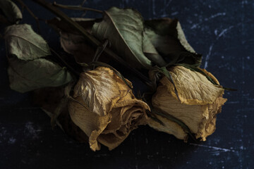 dried faded yellow rose buds