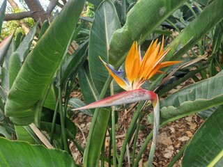 Paradiesvogelblume