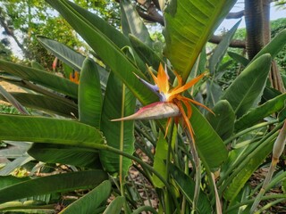 Paradiesvogelblume