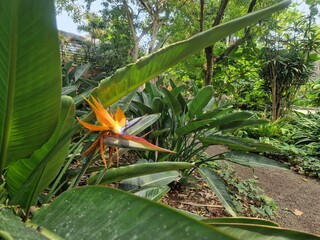 Paradiesvogelblume