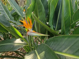 Paradiesvogelblume
