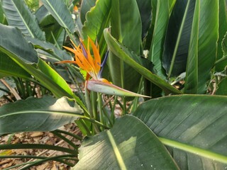 Paradiesvogelblume