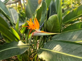 Paradiesvogelblume