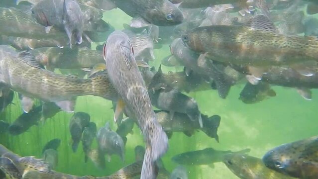 fish farming and feeding with rainbow trouts in fresh water