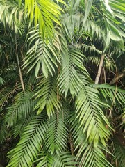 Dschungel, Chamaedorea pochutlenis