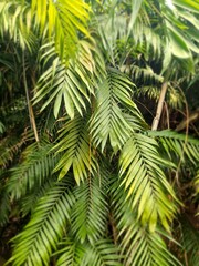 Dschungel, Chamaedorea pochutlenis