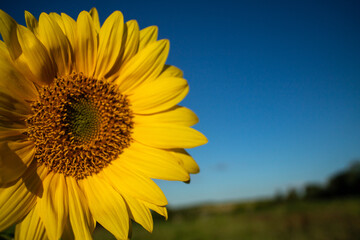 Field of blooming sunflowers
