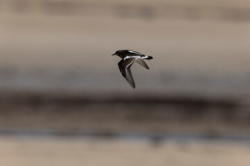 Ruddy Turnstone Arenaria interpres on low tide on a sandy beach in Normandy, France