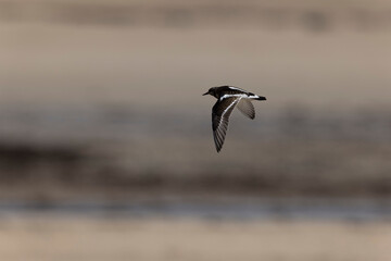Ruddy Turnstone Arenaria interpres on low tide on a sandy beach in Normandy, France