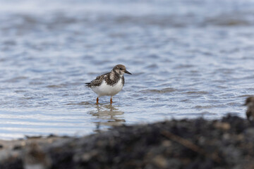 Ruddy Turnstone Arenaria interpres on low tide on a sandy beach in Normandy, France