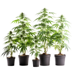 Fototapeta premium Collection of Cannabis buds, Cannabis flowers, flower pot, Transparent background, isolated, separated, marijuana leaves and flowers, ai generated