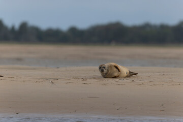 Common seal Phoca vitulina resting on a sandy beach at low tide