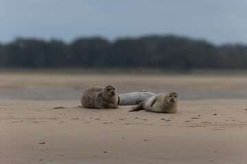 Common seal Phoca vitulina resting on a sandy beach at low tide