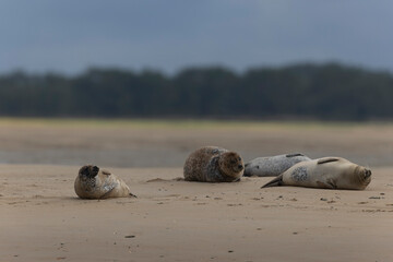 Common seal Phoca vitulina resting on a sandy beach at low tide