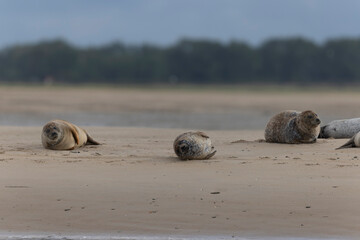 Common seal Phoca vitulina resting on a sandy beach at low tide