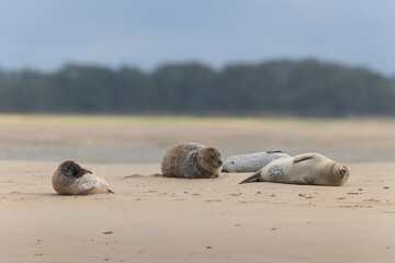 Common seal Phoca vitulina resting on a sandy beach at low tide