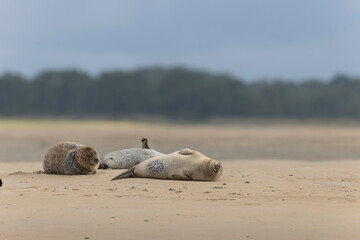 Common seal Phoca vitulina resting on a sandy beach at low tide