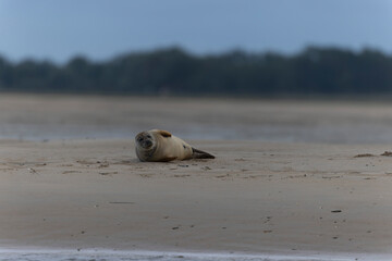 Fototapeta premium Common seal Phoca vitulina resting on a sandy beach at low tide