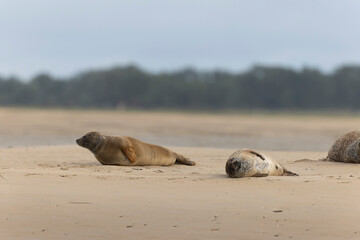 Common seal Phoca vitulina resting on a sandy beach at low tide