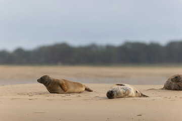 Fototapeta premium Common seal Phoca vitulina resting on a sandy beach at low tide