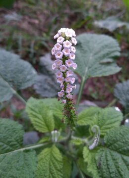 Heliotropium indicum, commonly known as Indian heliotrope, Indian turnsole is an annual, hirsute plant that is a common weed.