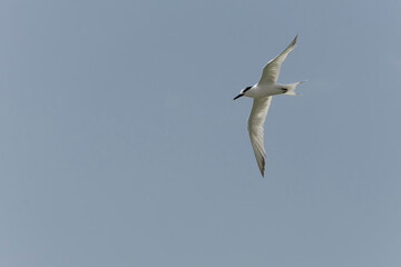 Sandwich Tern Thalasseus Sterna sandvicensis in a typical coastal habitat