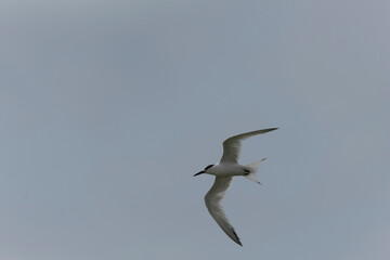 Sandwich Tern Thalasseus Sterna sandvicensis in a typical coastal habitat